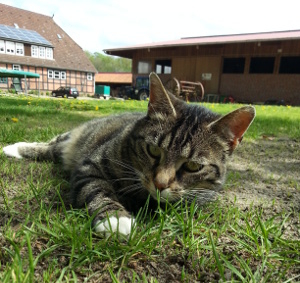 Hier w�re ein Bild von meiner Katze
