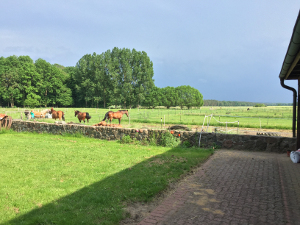 Weide aus Sicht vom Mieterschuppen